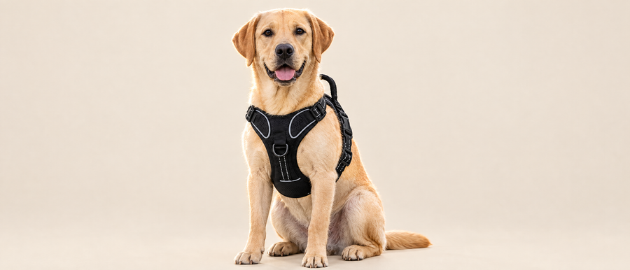 Labrador sable assis en studio, équipé du harnais anti-traction noir Boopito