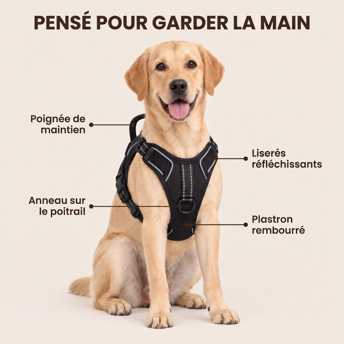 Labrador portant le harnais : poignée, anneau sur le poitrail, plastron rembourré, liserés réfléchissants