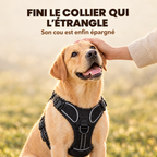 Fini le collier qui l'étrangle : labrador heureux portant le harnais anti-traction